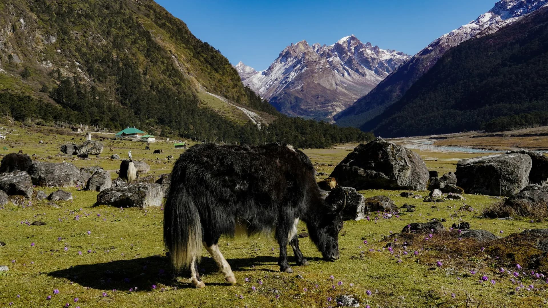 A black and white yak grazing in a field with mountains in the background - Sikkim Saga Adventure