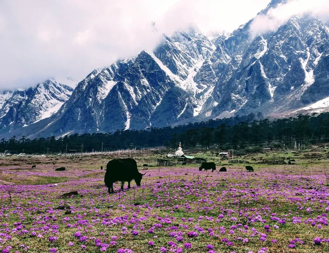 Wildlife of Sikkim: Flora and Fauna Guide for Trekkers